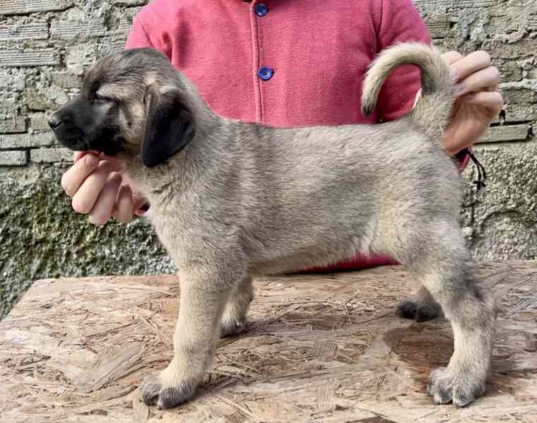 Kangal - foto 6