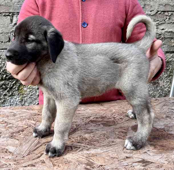 Kangal - foto 5
