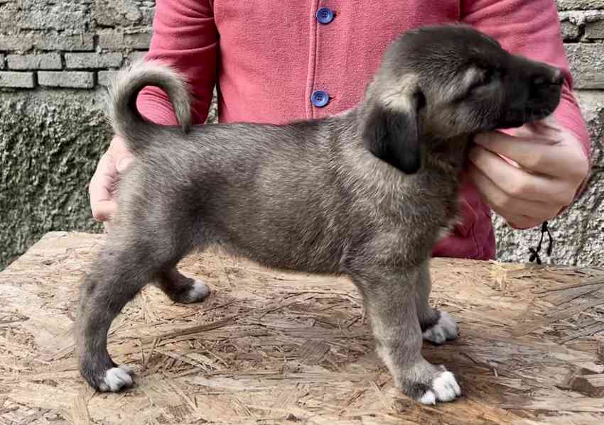 Kangal - foto 4