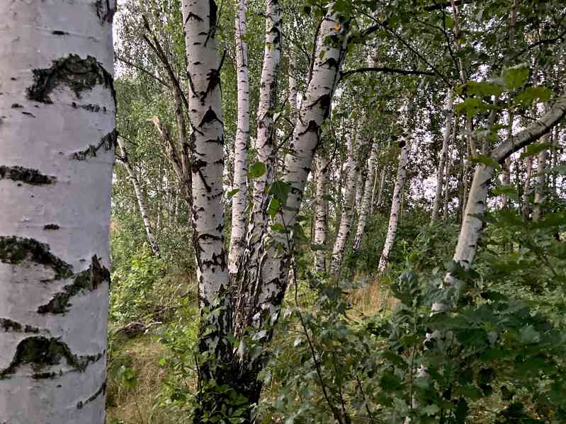 POZEMEK SE STAVEBNÍM POVOLENÍM NA RD, 5200 m2 - foto 2