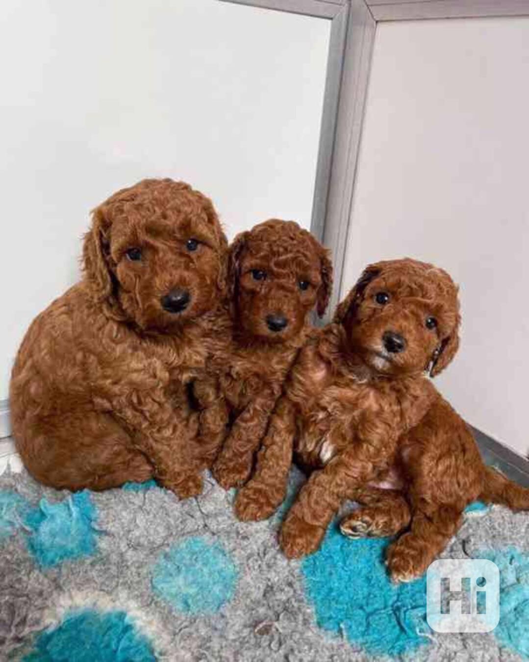 Štěňata pudla hledají domov - foto 1