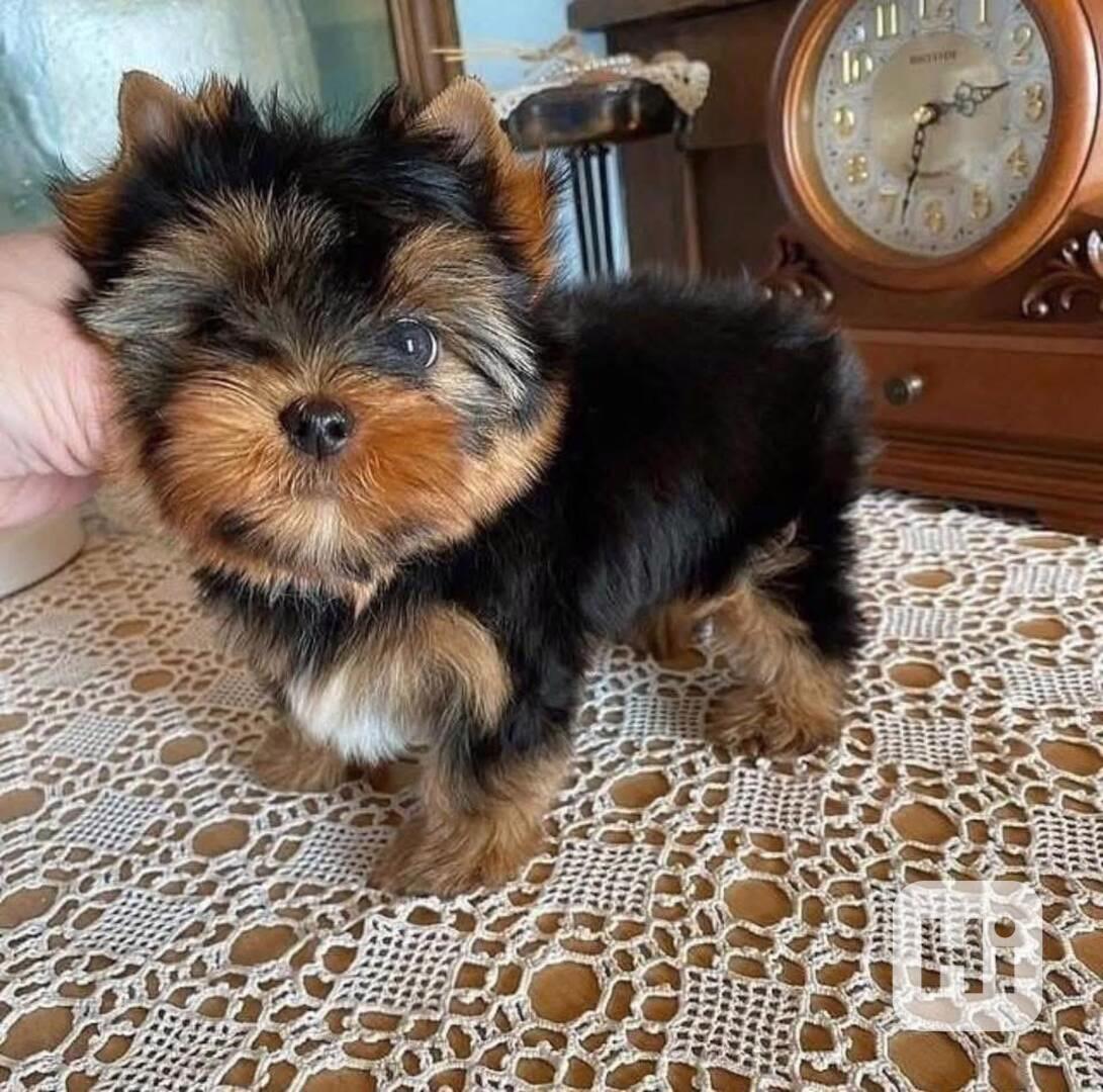  Yorkshire Terriers - foto 1