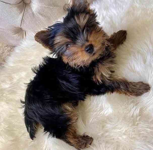 Yorkshire Terriers - foto 2