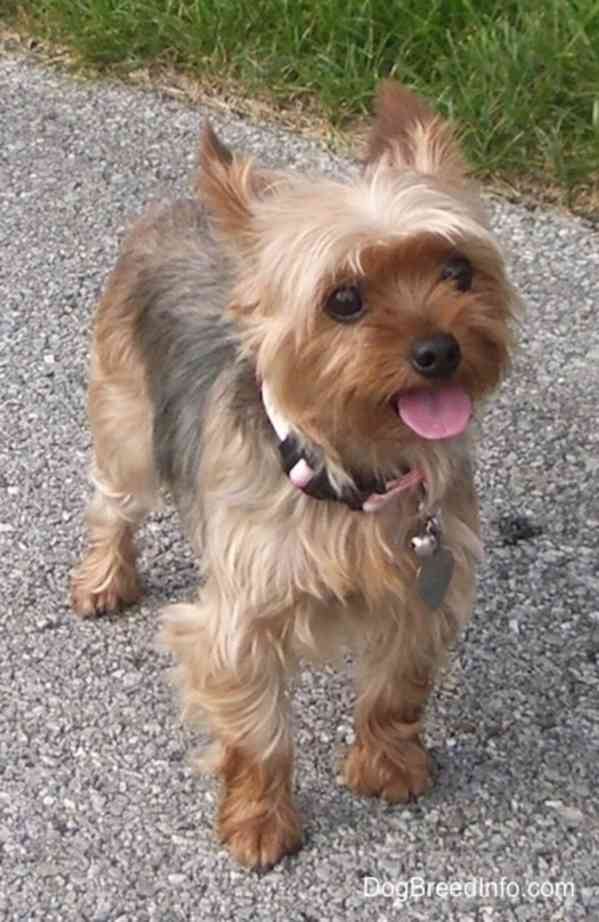  Yorkshire Terriers - foto 3