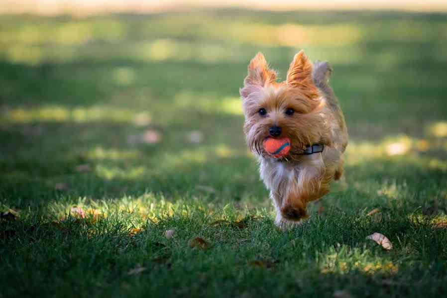  Yorkshire Terriers - foto 4