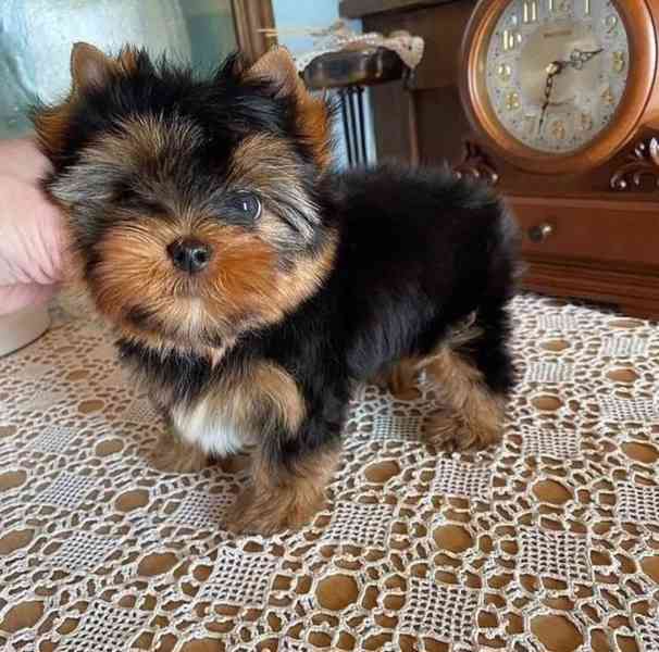  Yorkshire Terriers - foto 1