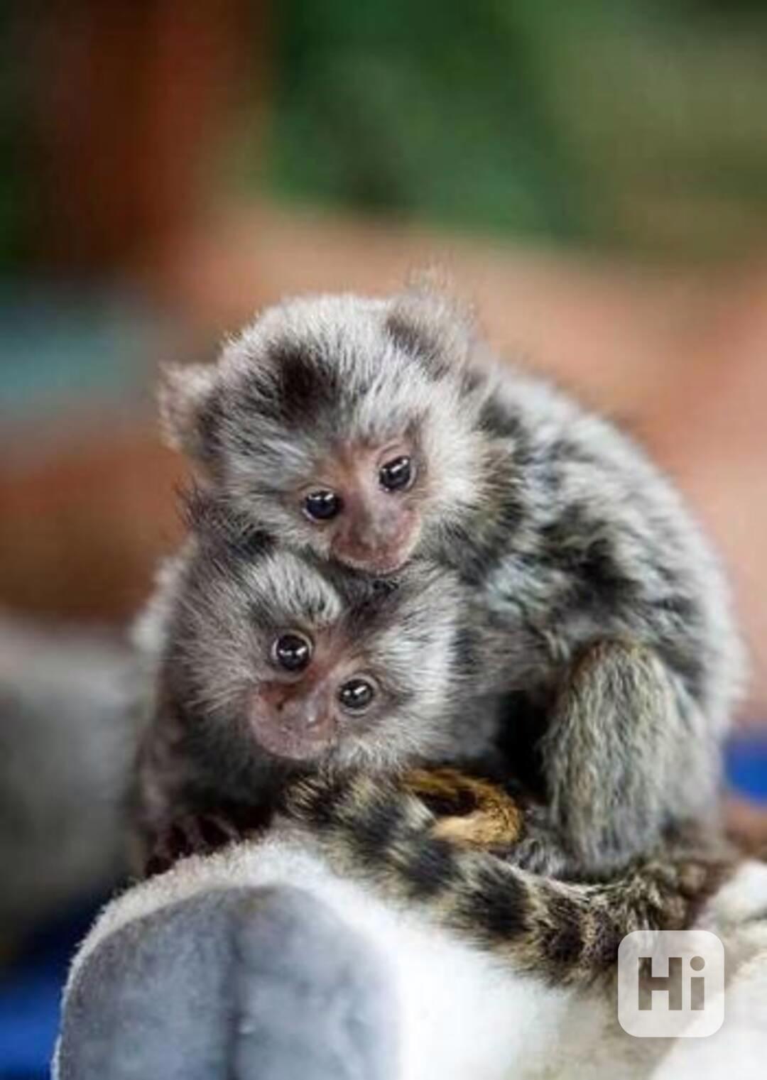 3měsíční opice kosmanů připravené - foto 1