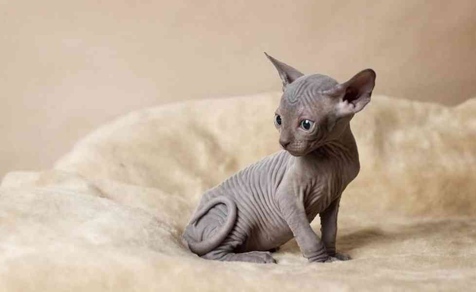 Registrovaná bezsrstá koťata Sphynx - foto 1