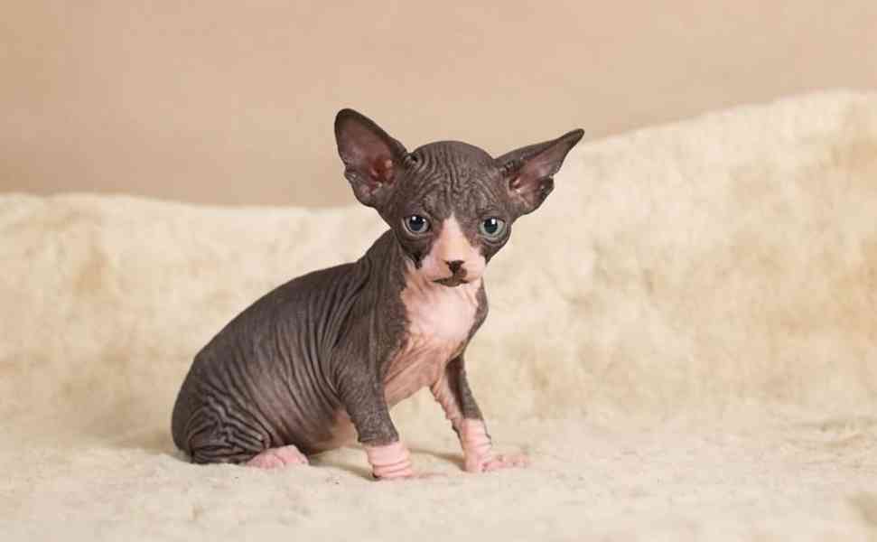 Registrovaná bezsrstá koťata Sphynx - foto 2