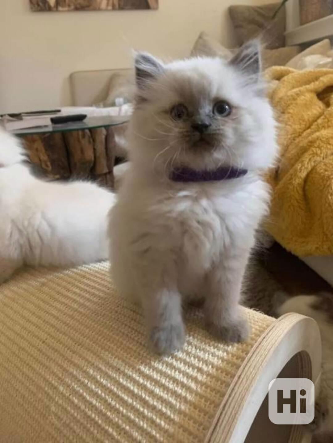 Koťátko Wunderschöne Heilige Birma   - foto 1