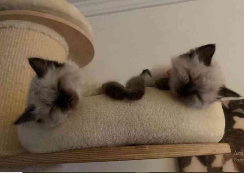 Koťátko Wunderschöne Heilige Birma   - foto 2