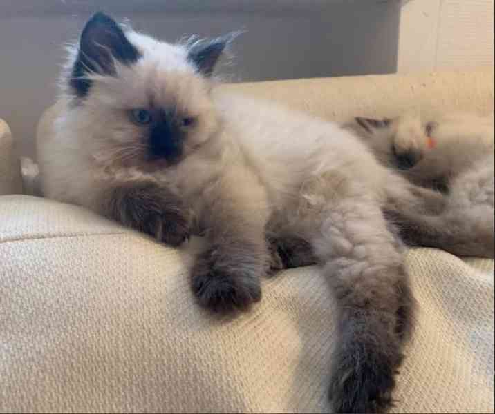 Koťátko Wunderschöne Heilige Birma   - foto 3