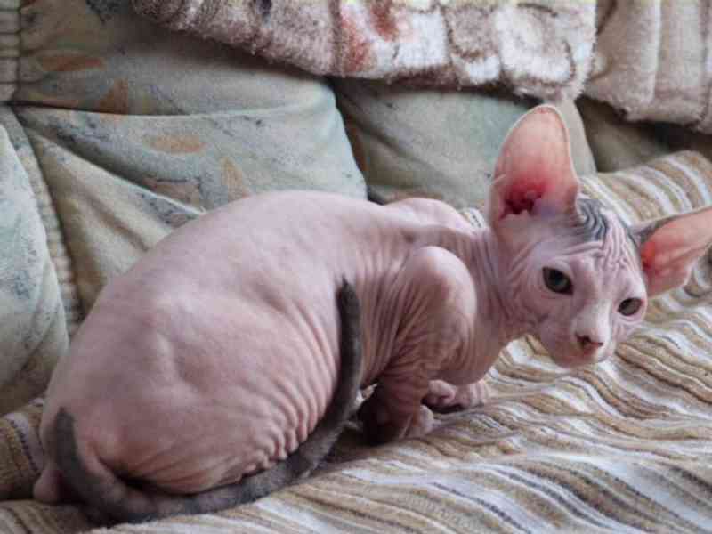 Kanadský sphynx koťátka s pp - foto 2