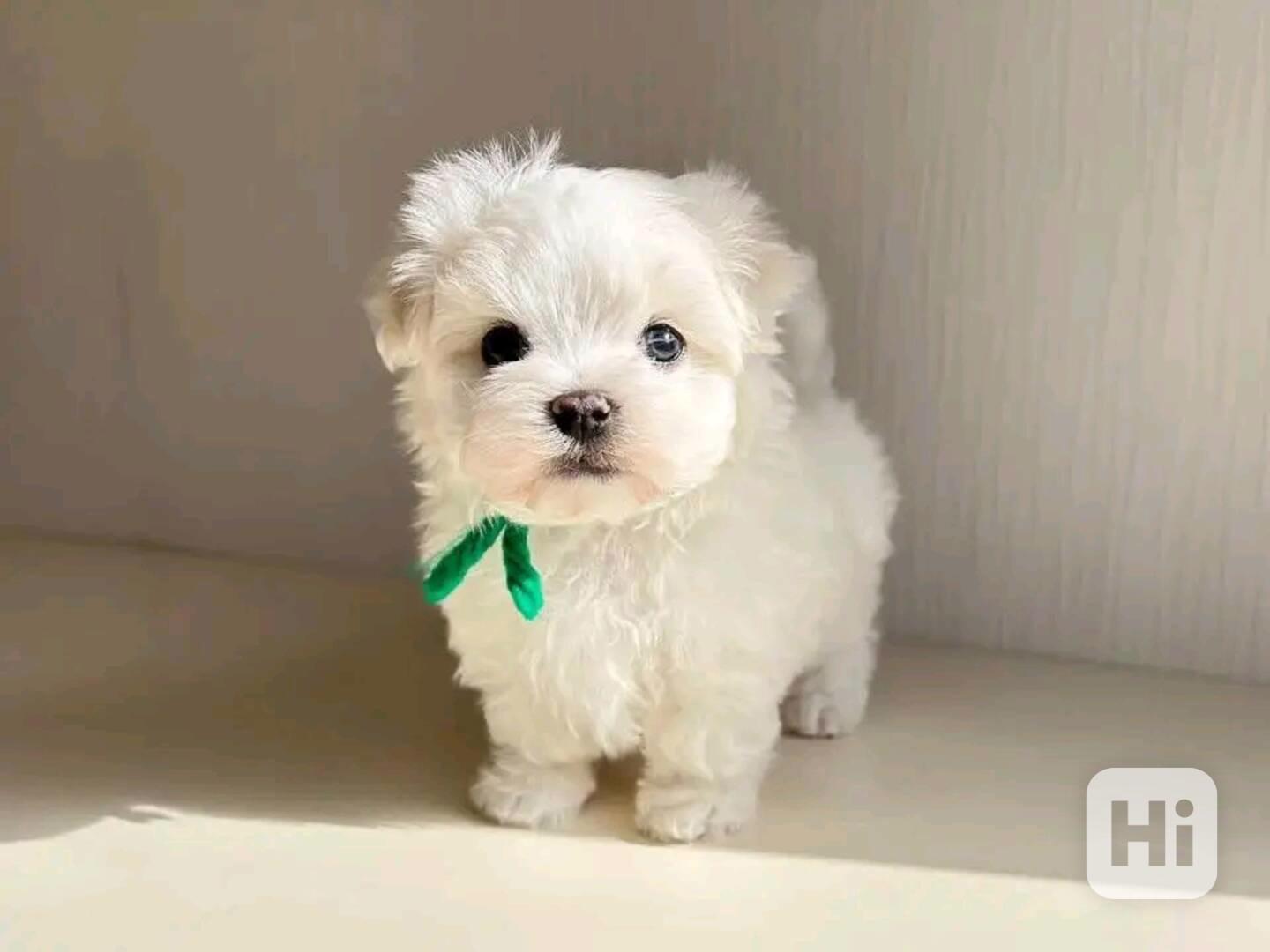 Maltese  - foto 1