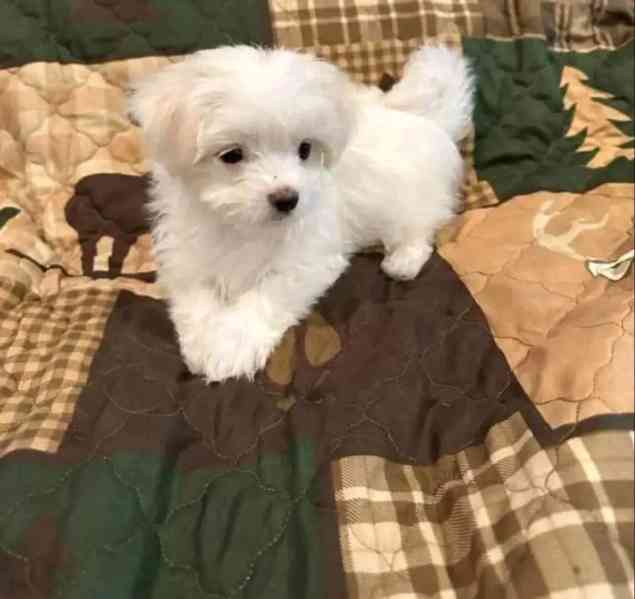 Maltese  - foto 6