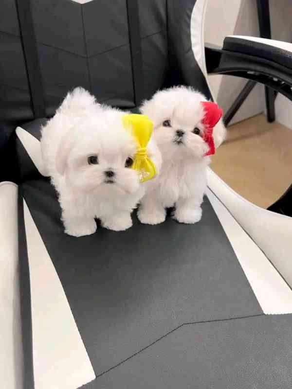 Maltese  - foto 8