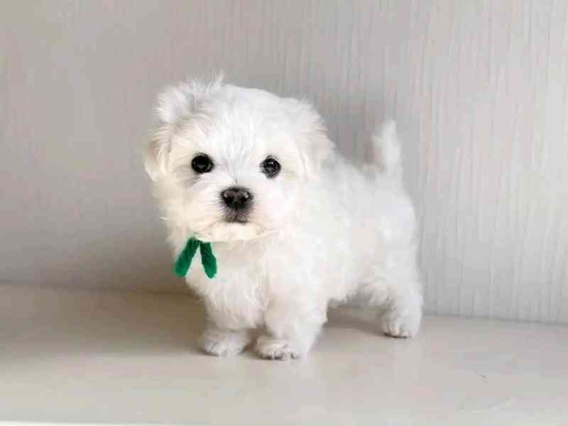 Maltese  - foto 2