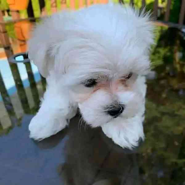 Maltese  - foto 3