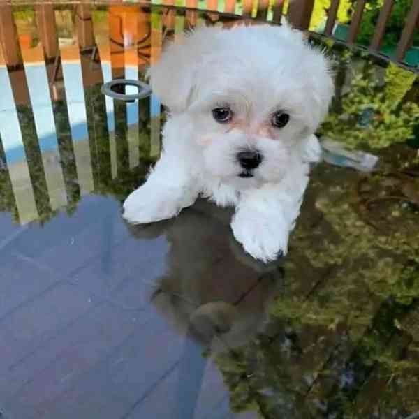 Maltese  - foto 5