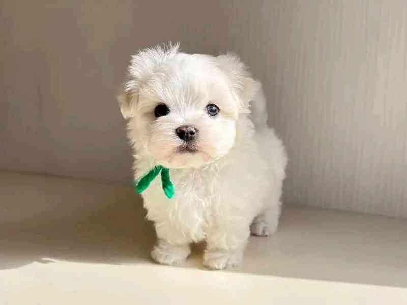 Maltese  - foto 1