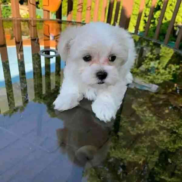 Maltese  - foto 4
