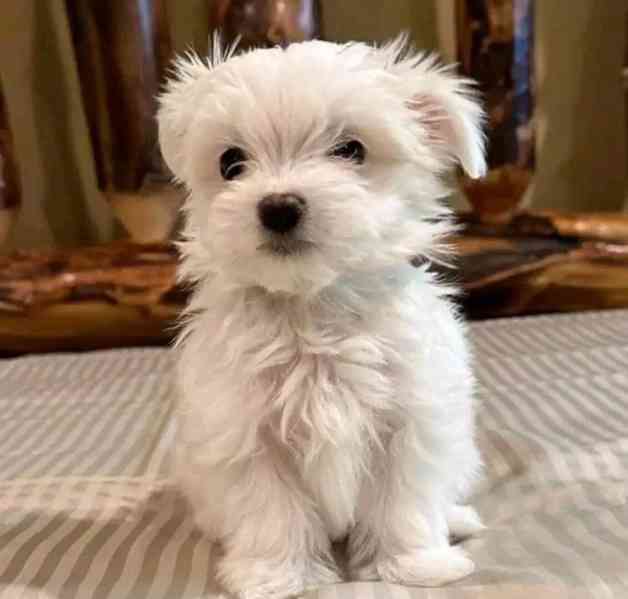Maltese  - foto 7