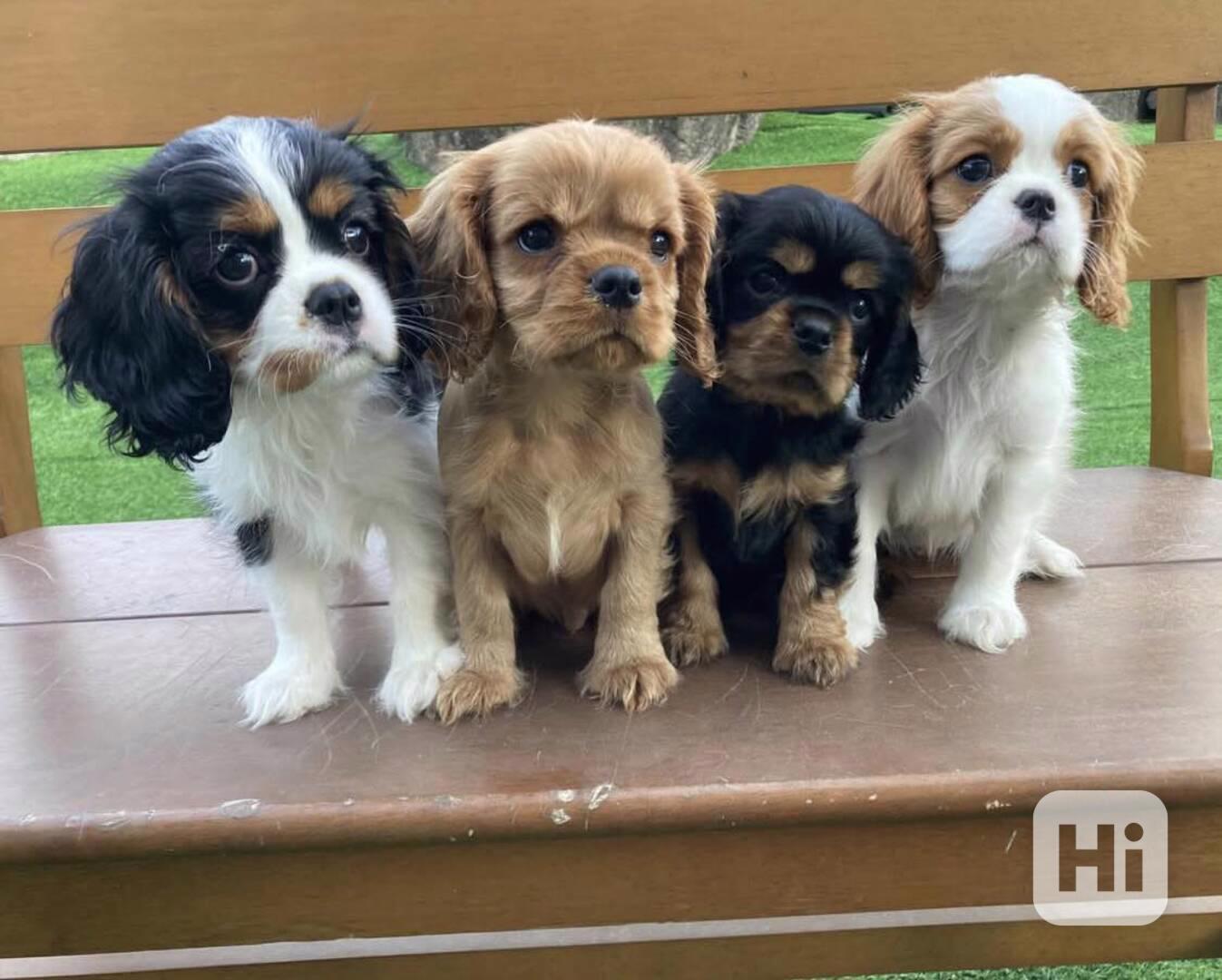 Štěňátka Kavalír King Charles španěl - foto 1