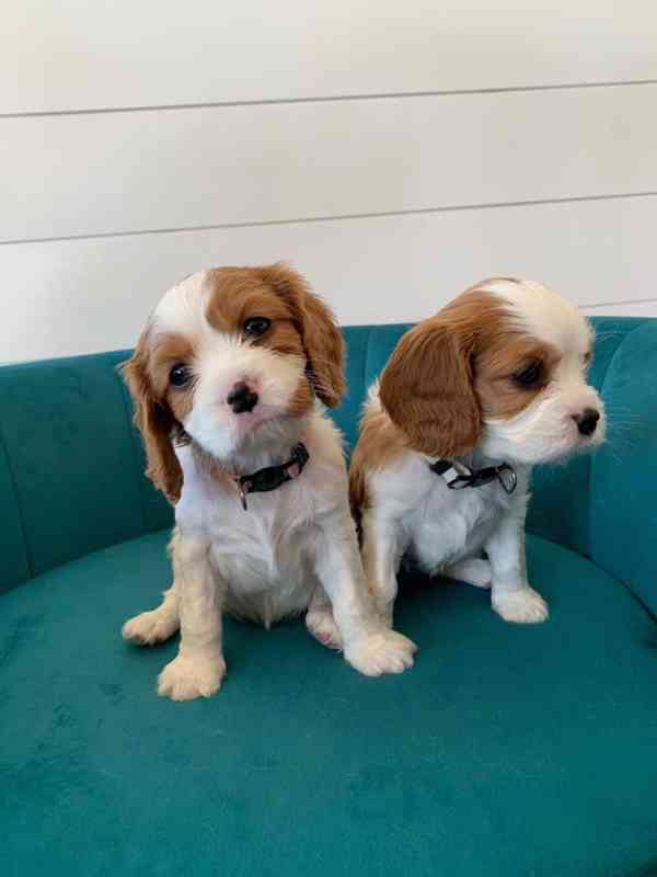 Štěňátka Kavalír King Charles španěl - foto 3
