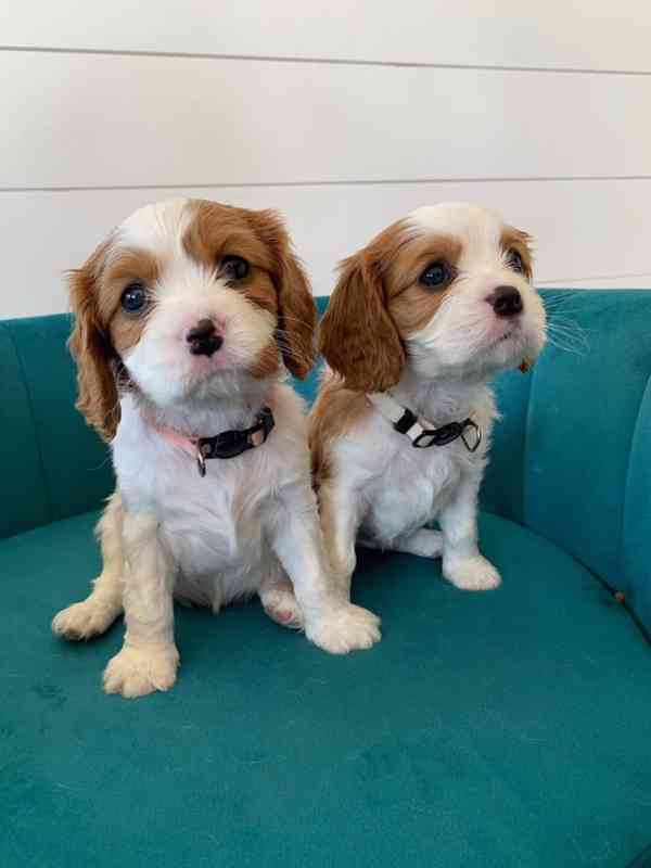 Štěňátka Kavalír King Charles španěl - foto 4