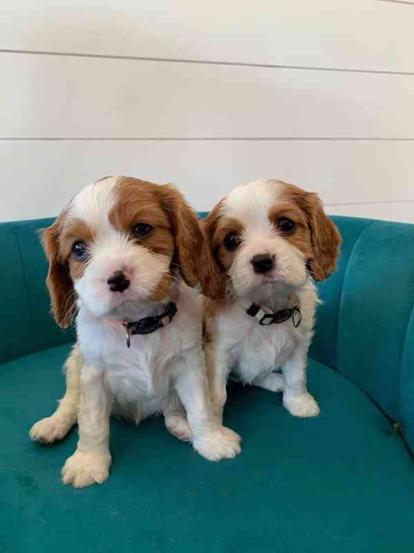 Štěňátka Kavalír King Charles španěl - foto 2