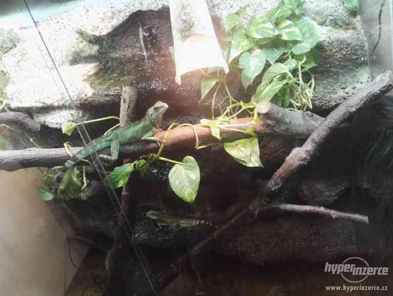 Paludárium 1200x600x1400 (d*h*v mm) - foto 3