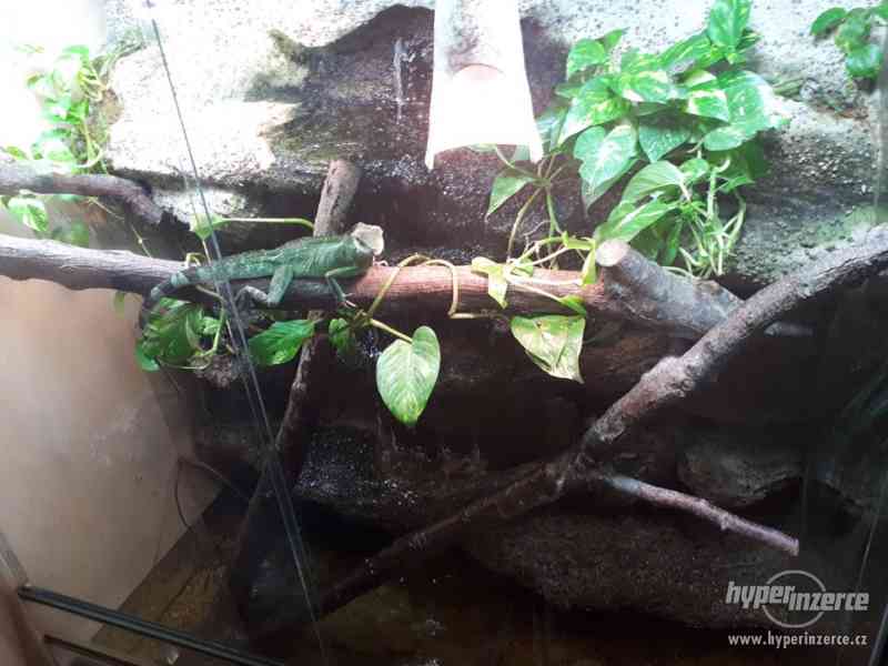 Paludárium 1200x600x1400 (d*h*v mm) - foto 6