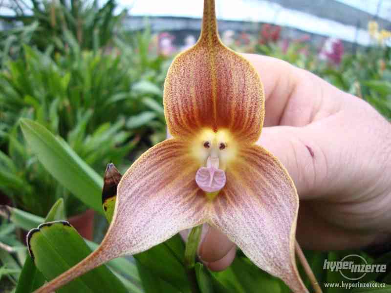 Orchidej Monkey (Dracula Gigas) - semena 20 ks - foto 1