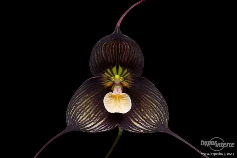 Orchidej Monkey (Dracula Gigas) - semena 20 ks - foto 2