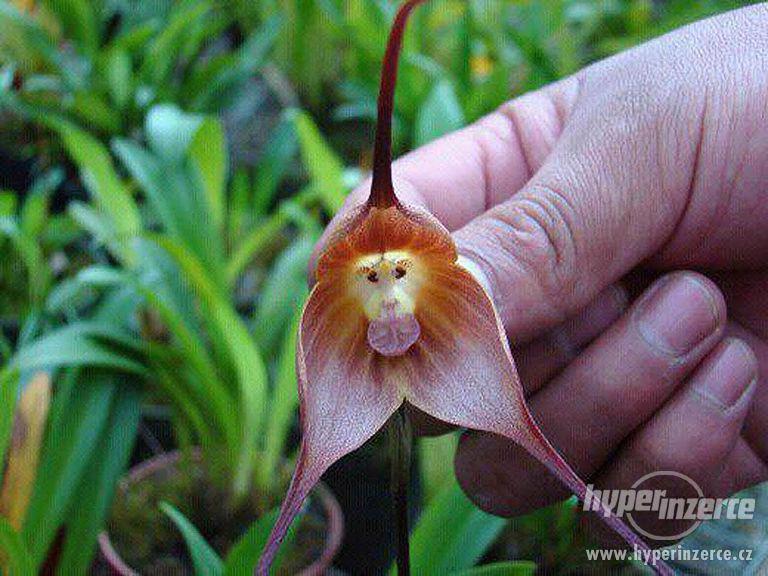 Orchidej Monkey (Dracula Gigas) - semena 20 ks - foto 3