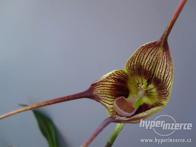 Orchidej Monkey (Dracula Gigas) - semena 20 ks - foto 4