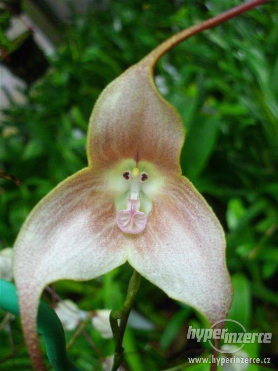 Orchidej Monkey (Dracula Gigas) - semena 20 ks - foto 5