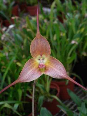 Orchidej Monkey (Dracula Gigas) - semena 20 ks - foto 6