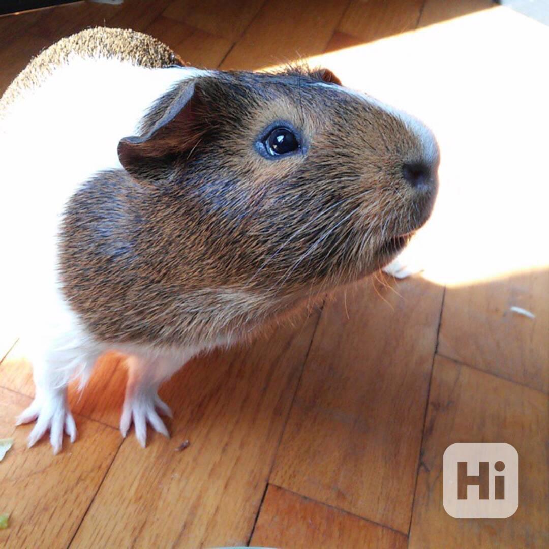 Krásná morčata k prodeji – - foto 1