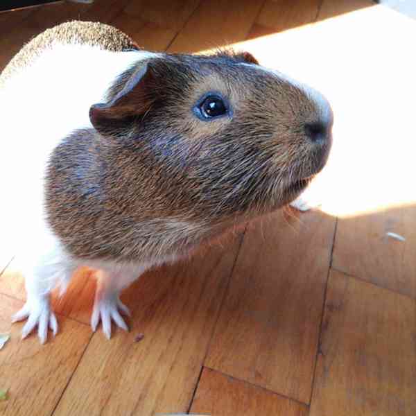 Krásná morčata k prodeji –