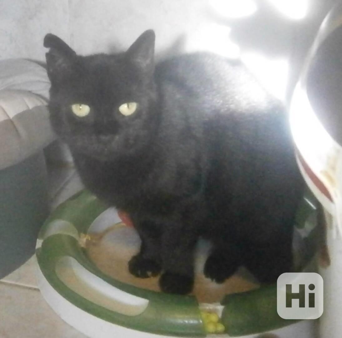 Klidná, hodná, černá 2-3letá Lízinka hledá domov. - foto 1