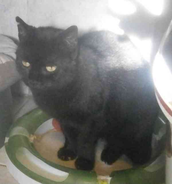 Klidná, hodná, černá 2-3letá Lízinka hledá domov. - foto 2