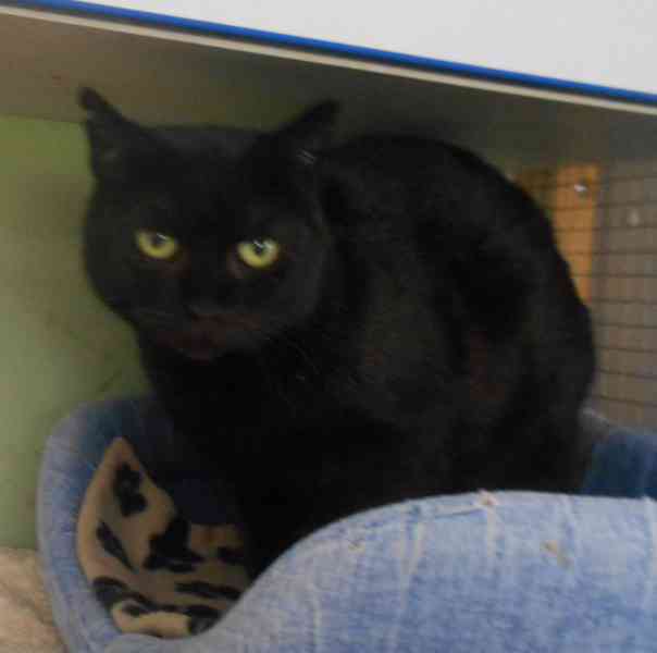 Klidná, hodná, černá 2-3letá Lízinka hledá domov. - foto 8