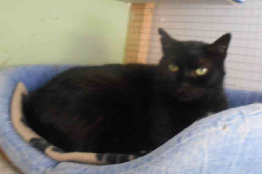 Klidná, hodná, černá 2-3letá Lízinka hledá domov. - foto 7