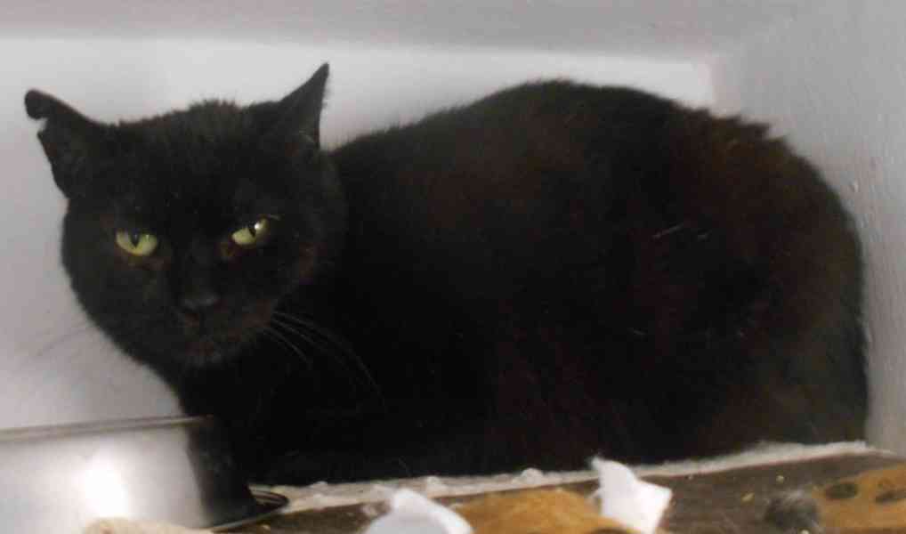 Klidná, hodná, černá 2-3letá Lízinka hledá domov. - foto 5