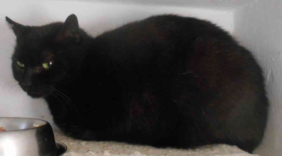 Klidná, hodná, černá 2-3letá Lízinka hledá domov. - foto 6