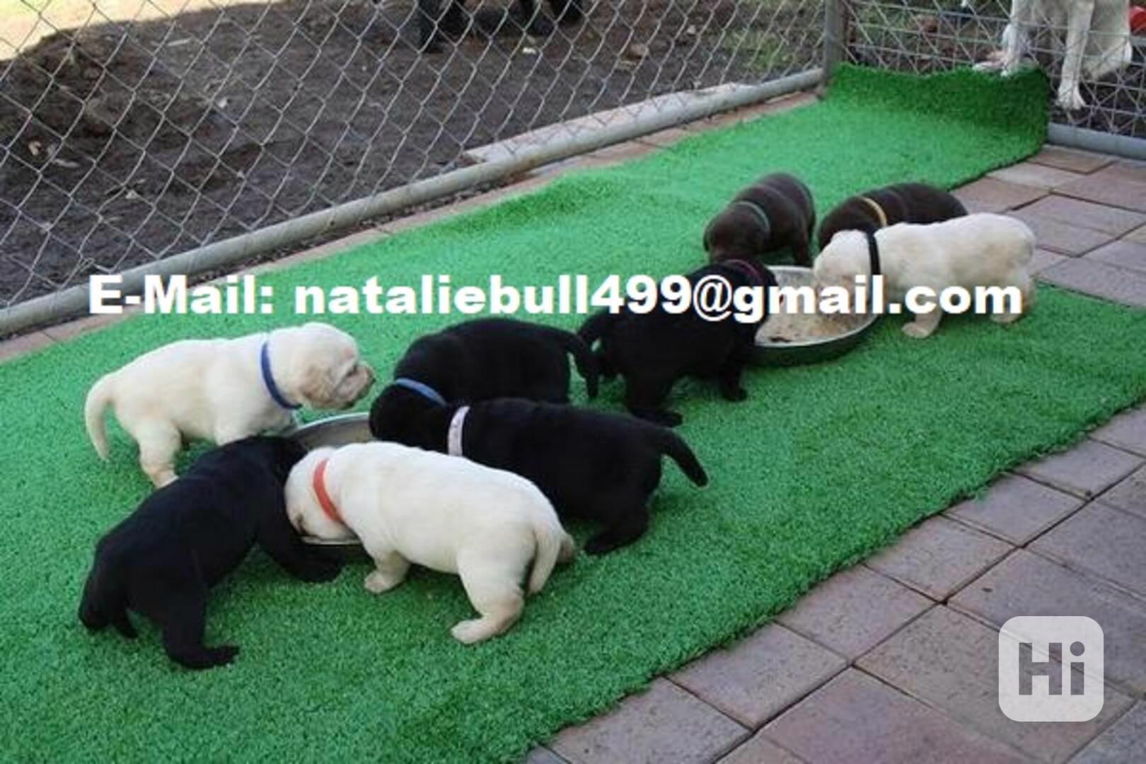 Labradorský retriever s PP - foto 1