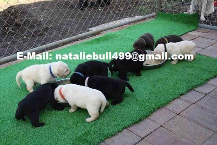 Labradorský retriever s PP - foto 1