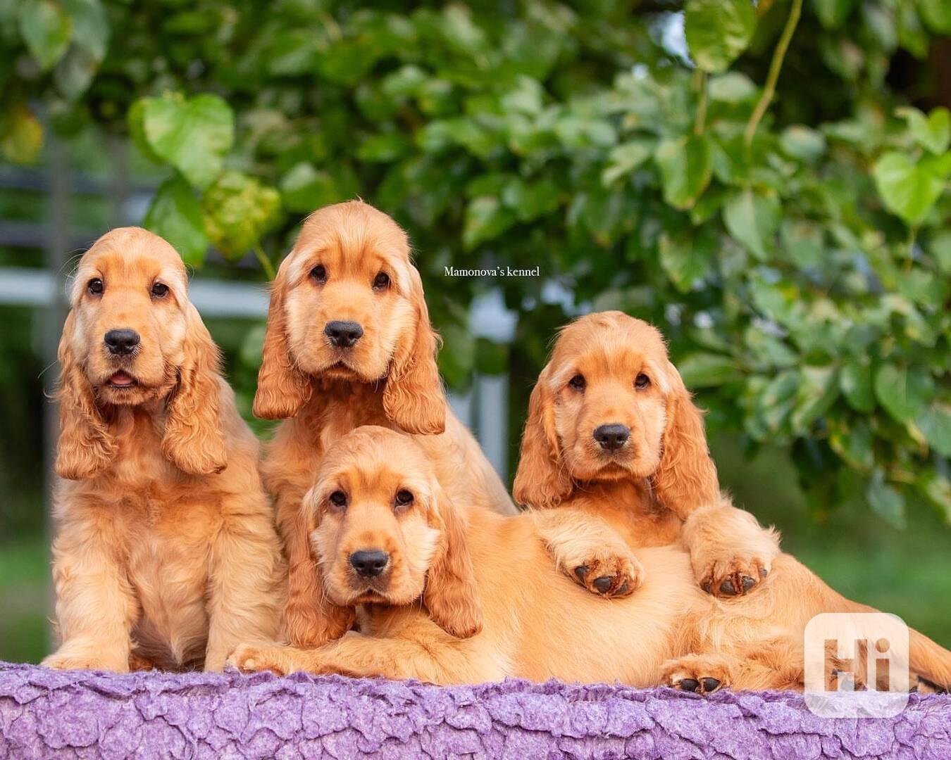 🐶 Rozkošná štěňátka kokršpaněla - foto 1