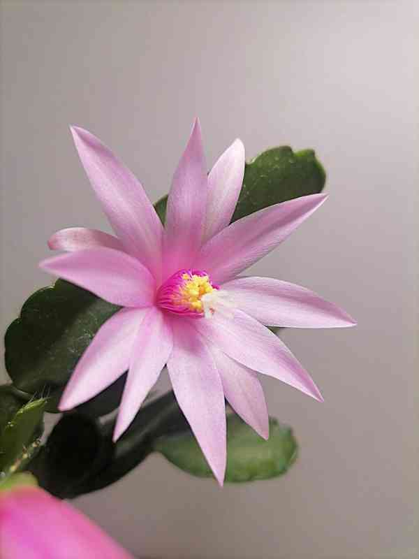 Schlumbergera - Velikonoční kaktus: Royal rose ex.. (řízek) - foto 2